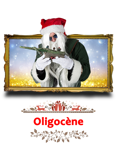 oligocene